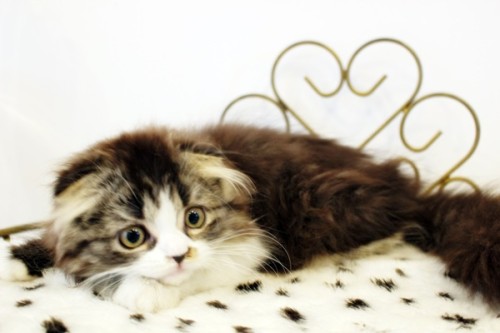 スコ　10月25日生まれ